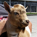 Tan goat being held by a person with kennels in the background