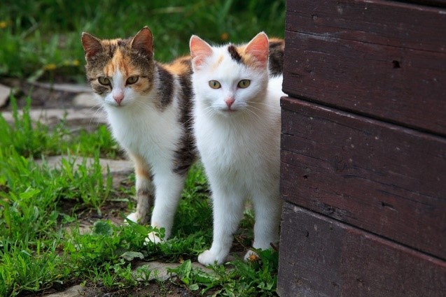 White kittens with brown on their ears, head, and back peeking around a wall outside