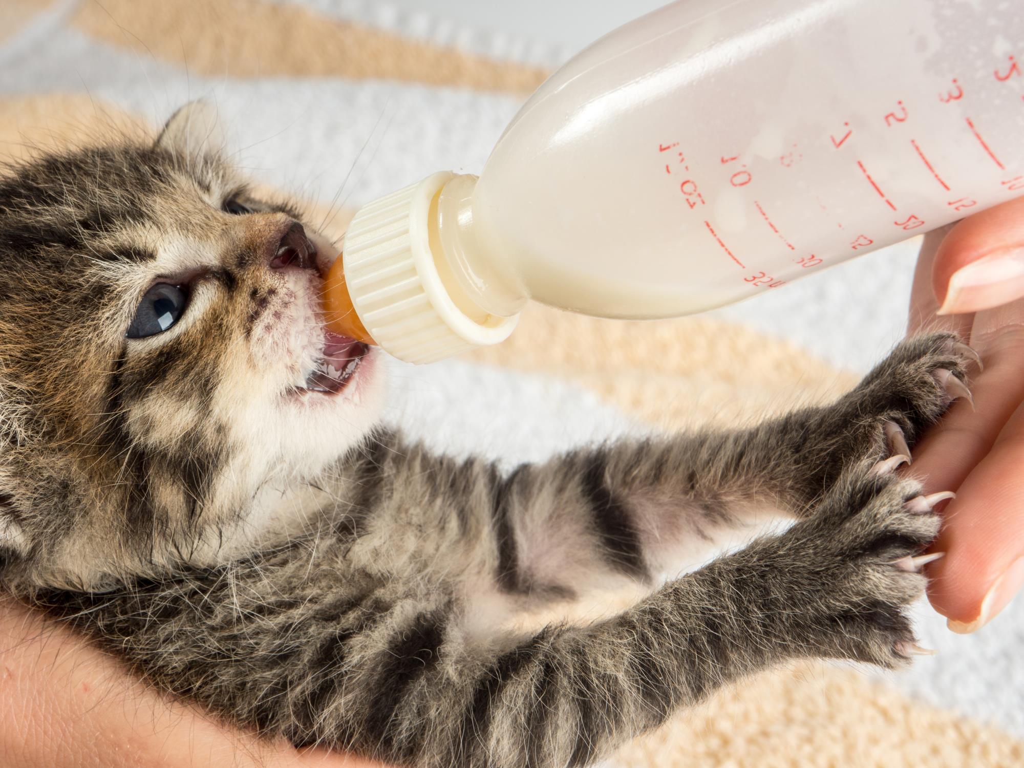 Person feeding a kitten a bottle