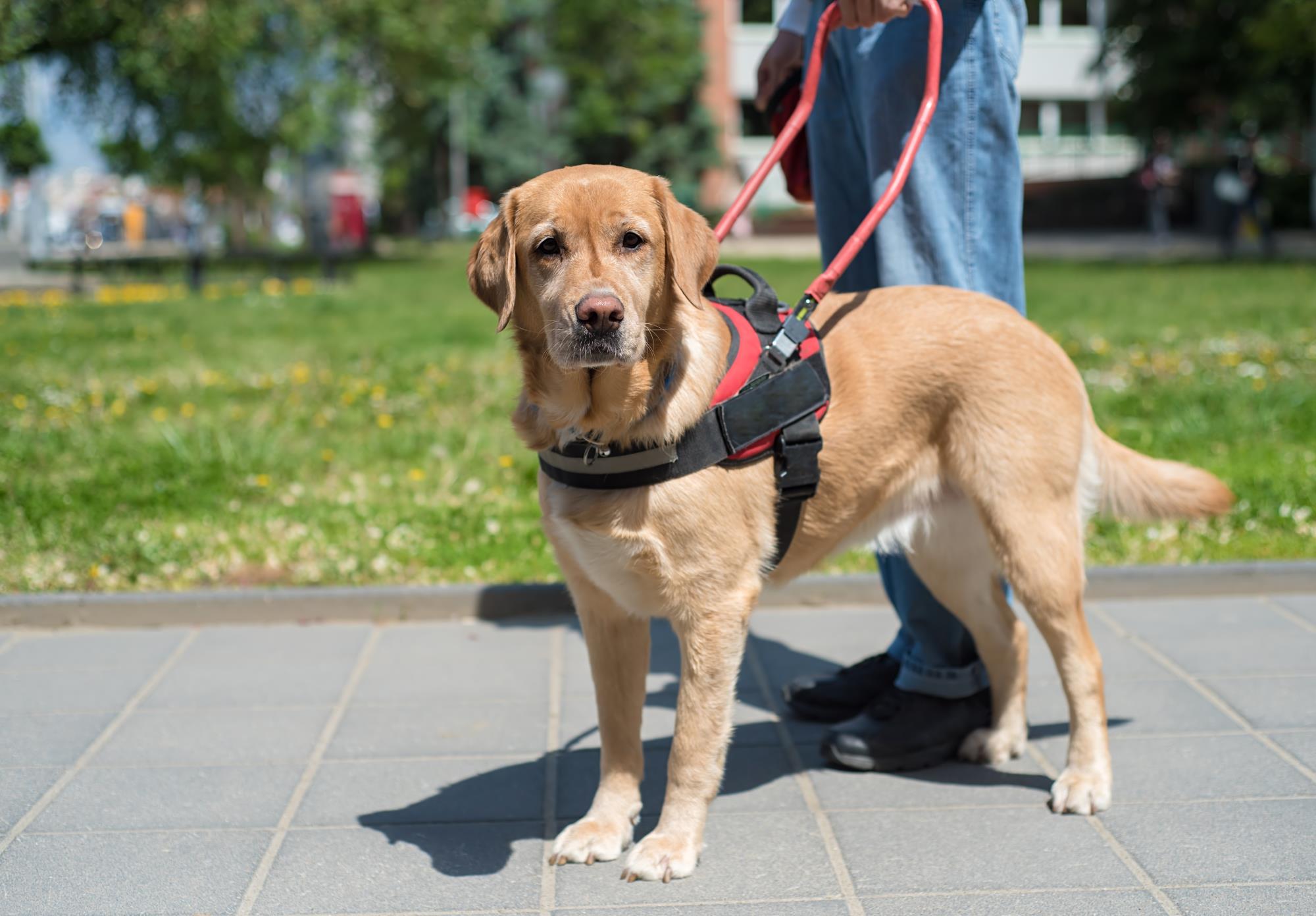 Dog with harness being walked