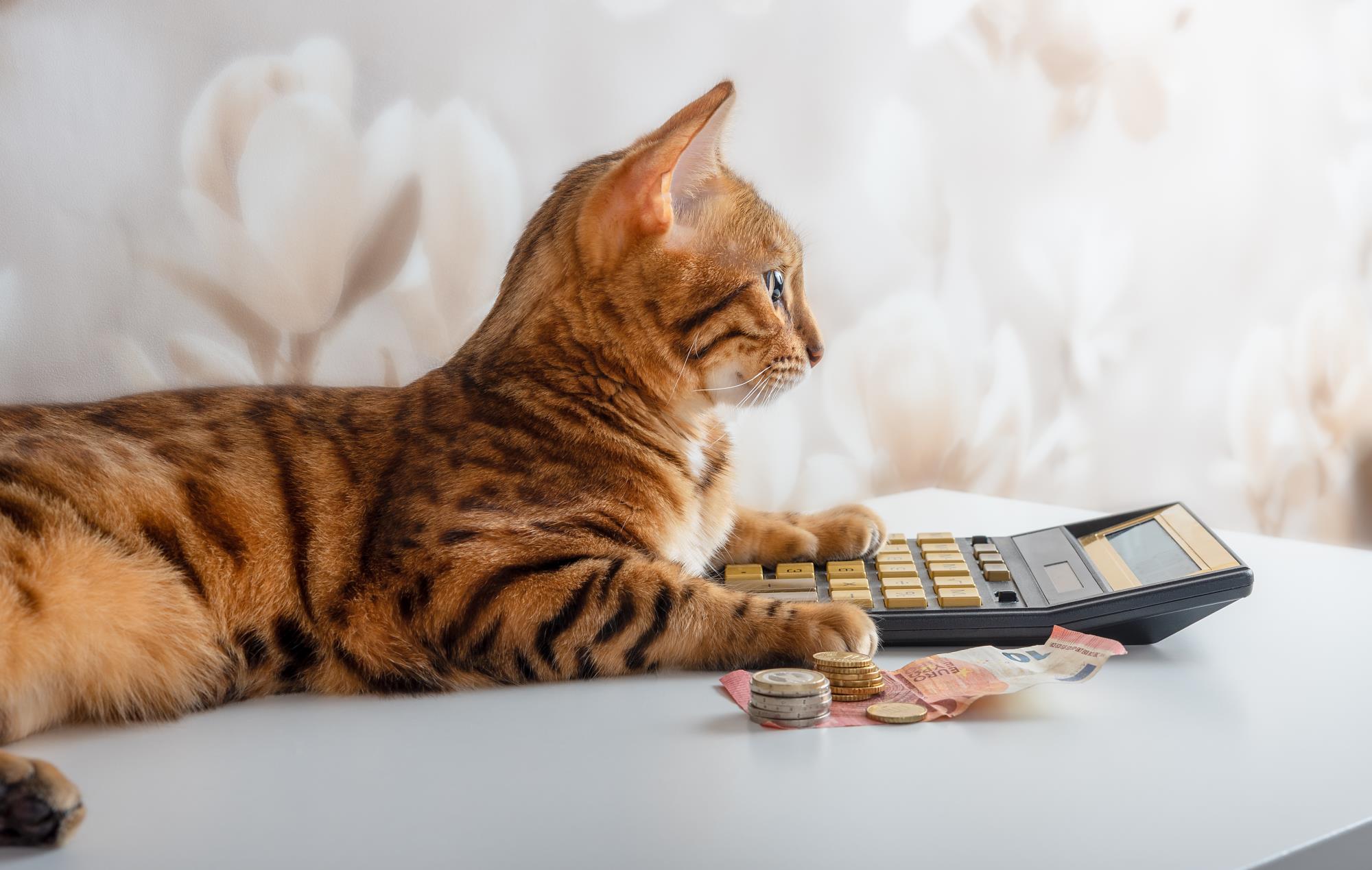 cat with calculator